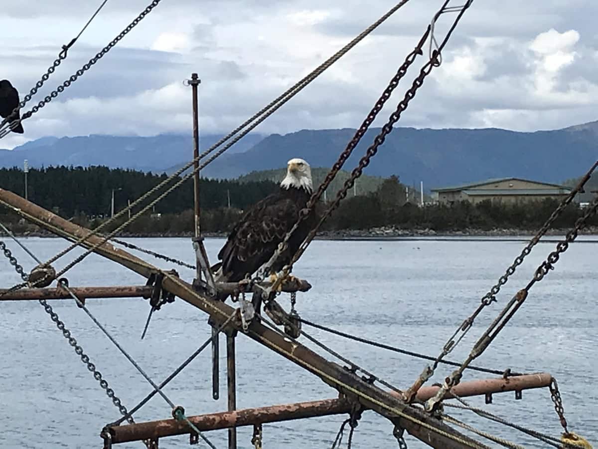 Bald eagle perched on ship masts