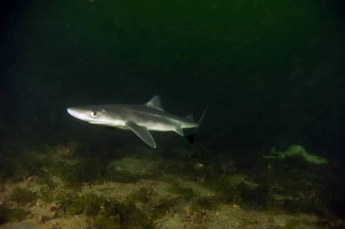 Shark in dark water near floor