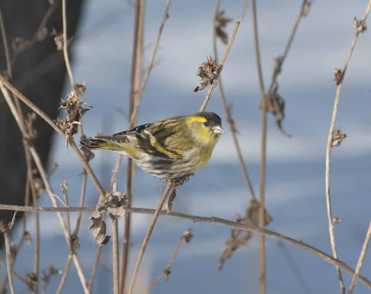 yellow and gray bird on thin branch in winter